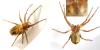 Philodromus sp.